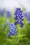 Texas Bluebonnet (Lupinus texensis)