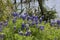 Texas bluebonnet or Texas lupine