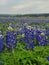 Texas bluebonnet or Texas lupine with mountain view in the state park of Texas.