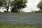 Texas Bluebonnet Wildflower Hillside