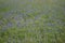 Texas Bluebonnets