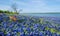 Texas Bluebonnets blooming by a lake in spring