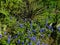 Texas Bluebonnets blooming in the Spring