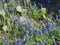 Texas Bluebonnets blooming in the Spring among the cactus