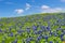 Texas bluebonnets blooming in spring meadow