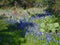 Texas Bluebonnets blooming with the Yucca and cactus