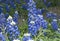 Texas bluebonnets in field