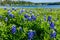 Texas Bluebonnets at Lake Travis at Muleshoe Bend in Texas.