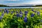 Texas Bluebonnets at Lake Travis at Muleshoe Bend in Texas.