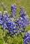 Texas Bluebonnets (Lupinus texensis)