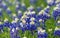 Texas bluebonnets (Lupinus texensis) blooming on meadow