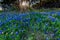 Texas Bluebonnets at Muleshoe Bend in Texas.