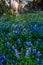 Texas Bluebonnets at Muleshoe Bend in Texas.