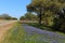 Texas Bluebonnets Roadside