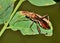 Texas bow-legged bug (Hyalymenus tarsatus) on a plant leaf in Houston, TX.