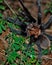 Texas Brown Tarantula