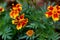Texas bush orange flower plant