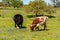 Texas cattle grazing