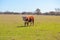 Texas Cattle in Open Field