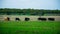 Texas Cattle on an Open Ranch in Spring