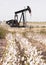 Texas Cotton Filed Textile Agriculture Oil Industry PumpJack