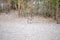 Texas Cottontail bunny caught in mid stride on gravel walkway