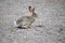 Texas Cottontail bunny paused on gravel walkway