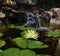 A Texas Dawn water lily blooming in a garden pond