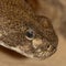 Texas Diamondback Rattlesnake