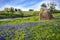 Texas farmland with a hay bale and bluebonnets