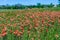 Texas Field full of Bright Orange Indian Paintbrush