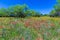 Texas Field Full of Bright Wildflowers in Spring