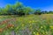 A Texas Field Full of a Variety of Beautiful Wildflowers