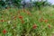 Texas Field of Wildflowers such as Indian Blanket