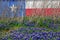 Texas Flag Wild Flower