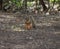 Texas fox squirrel eating corn on the ground