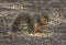 Texas fox squirrel eating corn on the ground