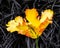 Texas Gold parrot tulip, Tulipa x hybrida, underplanted with Black Mondo grass, Ophiopogon plniscapus \'Nigrescens\'. Close up