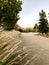 Texas grass on the quiet path in Santiago, Chile