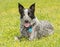 Texas Heeler dog resting in bright yellow clover on a sunny spring day