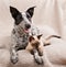 Texas heeler dog and a young Siamese cat on a soft blanket