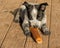 Texas Heeler puppy chewing on rawhide stick
