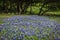 Texas Hill Country Bluebonnets