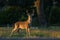 Texas Hill Country White tailed Deer Trophy Buck at Sunset