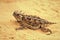 Texas Horned Lizard