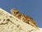 A Texas Horned Lizard on a Stucco Wall