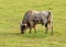 Texas long horned bull in green field