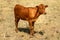 Texas Longhorn beef cattle calf standing in a pasture