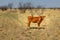 Texas Longhorn beef cattle calf standing in a pasture