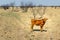 Texas Longhorn beef cattle calf standing in a pasture
